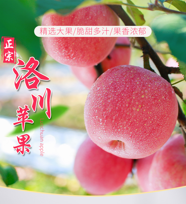 新鲜苹果延安洛川红富士孕妇水果当季整箱