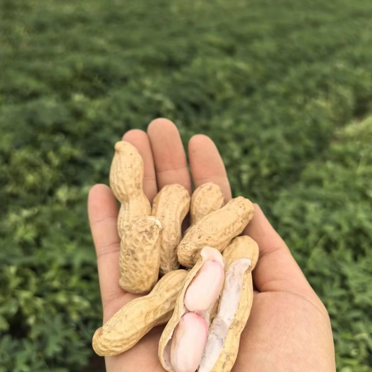 新鲜湿花生怎么选?自种现挖带壳生花生选购指南来了!-新鲜花生-淘宝百科网