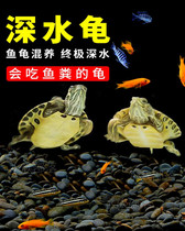 Deep water turtle the collection ornamental pet cleaning eat
