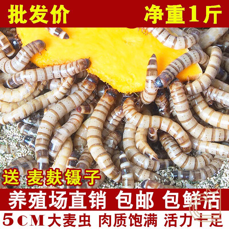 Barley worm live worm 500g live bread worm starling thrush feeding worm yellow mealworm golden dragon fish feed live