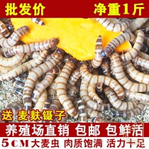 Barley Worm Live Bug 500g Fresh Bread Worm Octopus Octopus Octopus Nibbergino Bergis Yellow Pink Golden Dragon Fish Feed Live