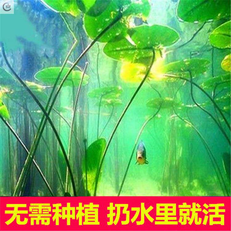 Lazy Aquatic Plants Entry-level Aerated Freshwater Fish Tank Decoration Simulation of Green Plants and Aquatic Plants in the Fish Tank