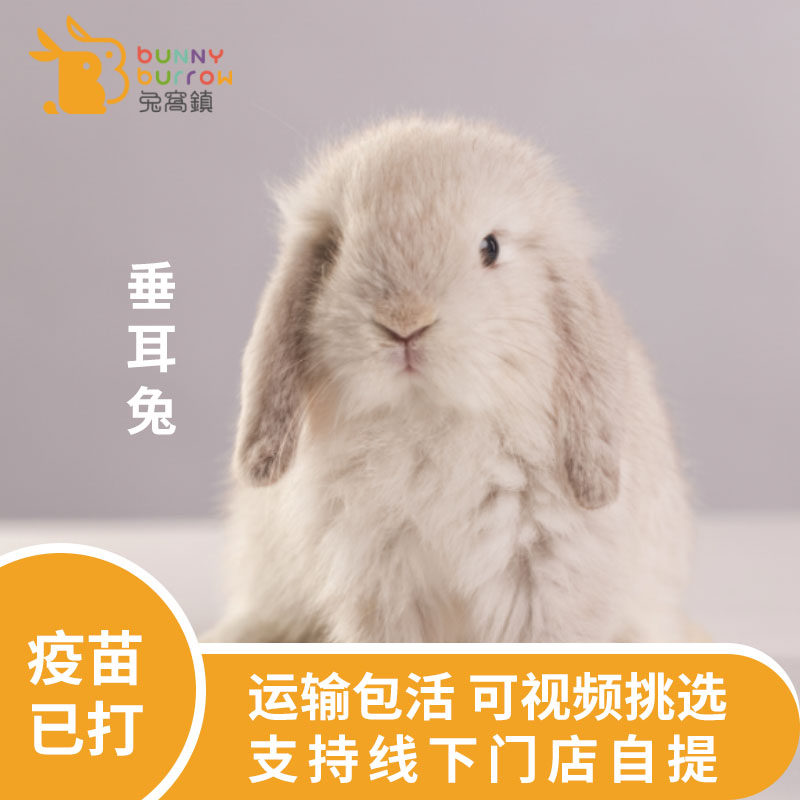 Rabbit Nest Town Bunny Burrow Pituitary Rabbit Living Pet Rabbit Counseling Customer Service