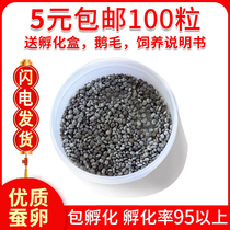 Spring Silkworm Eggs Golden Silk Silkworm Eggs Colorful Cocoon Silkworm Eggs Silkworms Seven Colorful Silkworm Eggs Silkworms Live Fresh Mulberry Leaves