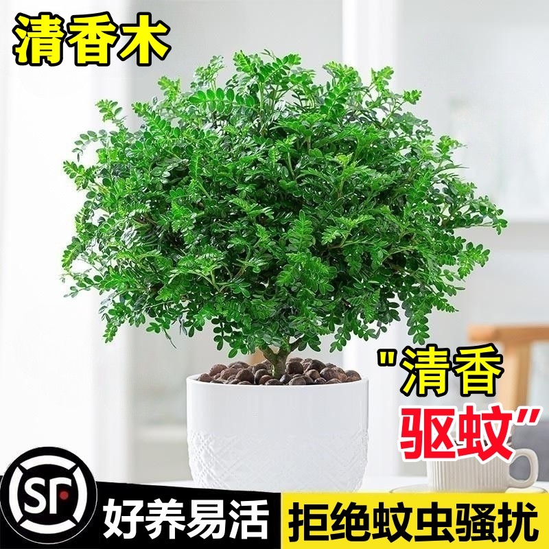 正宗清香胡 pepper木盆栽驱蚊神器!老桩绿植+九里香同款,夏天不怕蚊子咬!-绿植-淘宝好物网