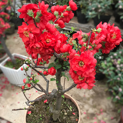 【享时佳】四季开花易养海棠花