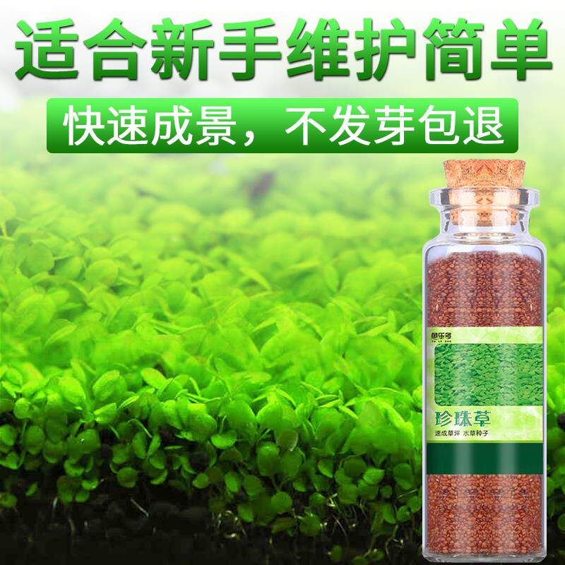 Water quality landscape lazy planting aquatic lawn bionic grass live fishpond grass pond plant small fish fish tank