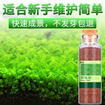 Water quality landscape lazy planting aquatic lawn bionic grass live fishpond grass pond plant small fish fish tank