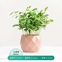 Jiuli xiang+вентиляционный клык Ge Макарон (средний) бассейн/ананасовый порошок бассейн