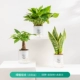 (Выбор 30%клиентов в магазине) Хупилан+зеленый луопо+дерево дерева (прозрачный самоочищающий горшок)