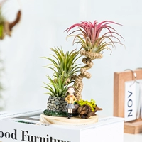 Пэдди девочка