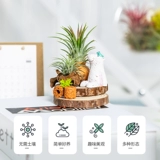 Воздушный ананас Hongyun Положительные растения Внутренний офис на рабочем столе.