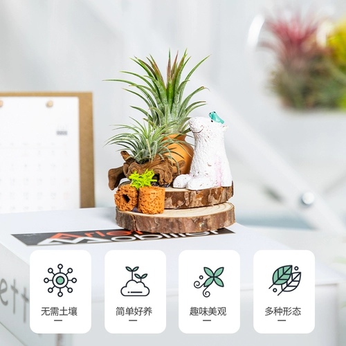 Воздушный ананас Hongyun Положительные растения Внутренний офис на рабочем столе.