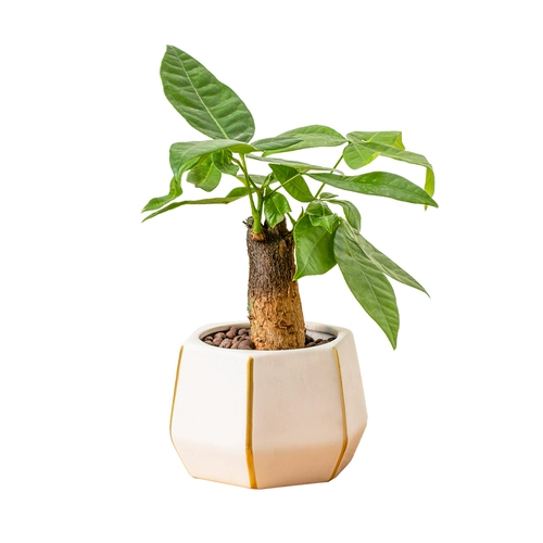Дерево изготовления зеленые растения современные дома горшок горшок горшок с горшками четыре сезона Чанккинские гидропонные растения