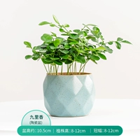 Jiuli Xiang+Blue Fang Ge Макарон (средний) горшок/средний бассейн