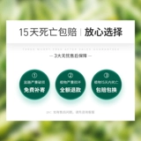 Воздушный ананас Hongyun Положительные растения Внутренний офис на рабочем столе.