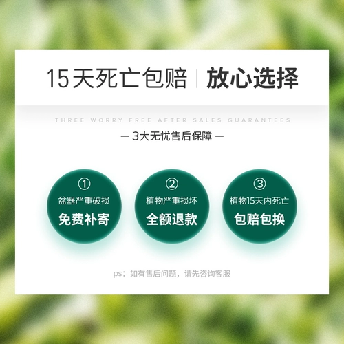 Воздушный ананас Hongyun Положительные растения Внутренний офис на рабочем столе.