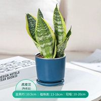 Golden Tiger Piran+Blue JC Ceramic Paste