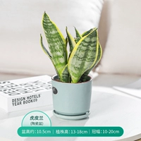 Golden Tiger Pilan+светло -голубой JC Ceramics