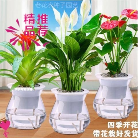 Plastic vase plastic flower pot gold Ge hair Caifu tree wind letter rich and expensive bamboo hydroponic green planting vase swinging piece living room