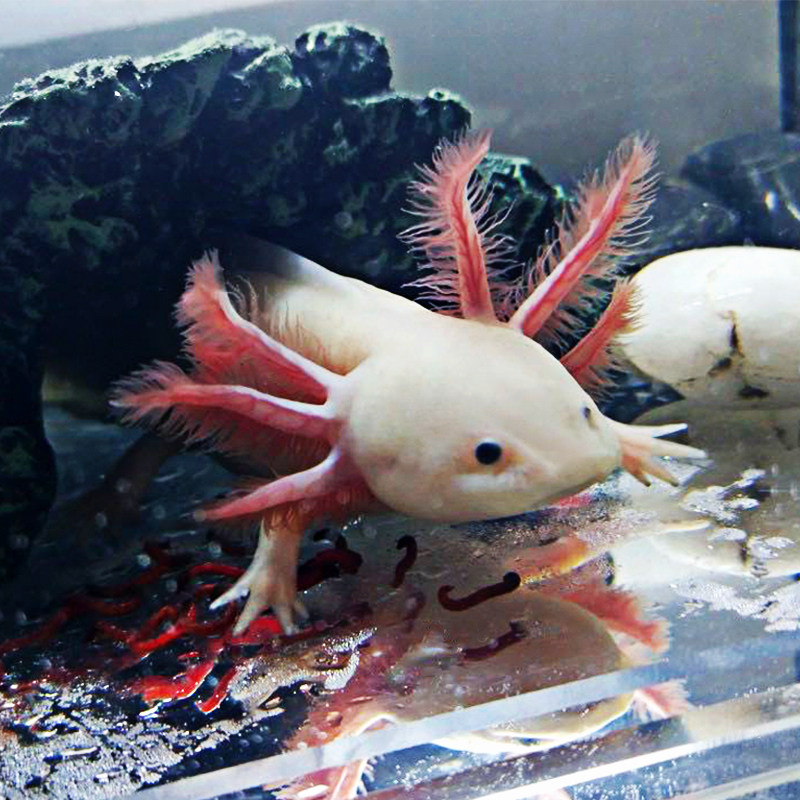 Hexagon Dinosaur Fish Freshwater Fish Pets Salamander Living Things Live Fish Cold Water Brocade Carp Watch Tropical Fish Goldfish 