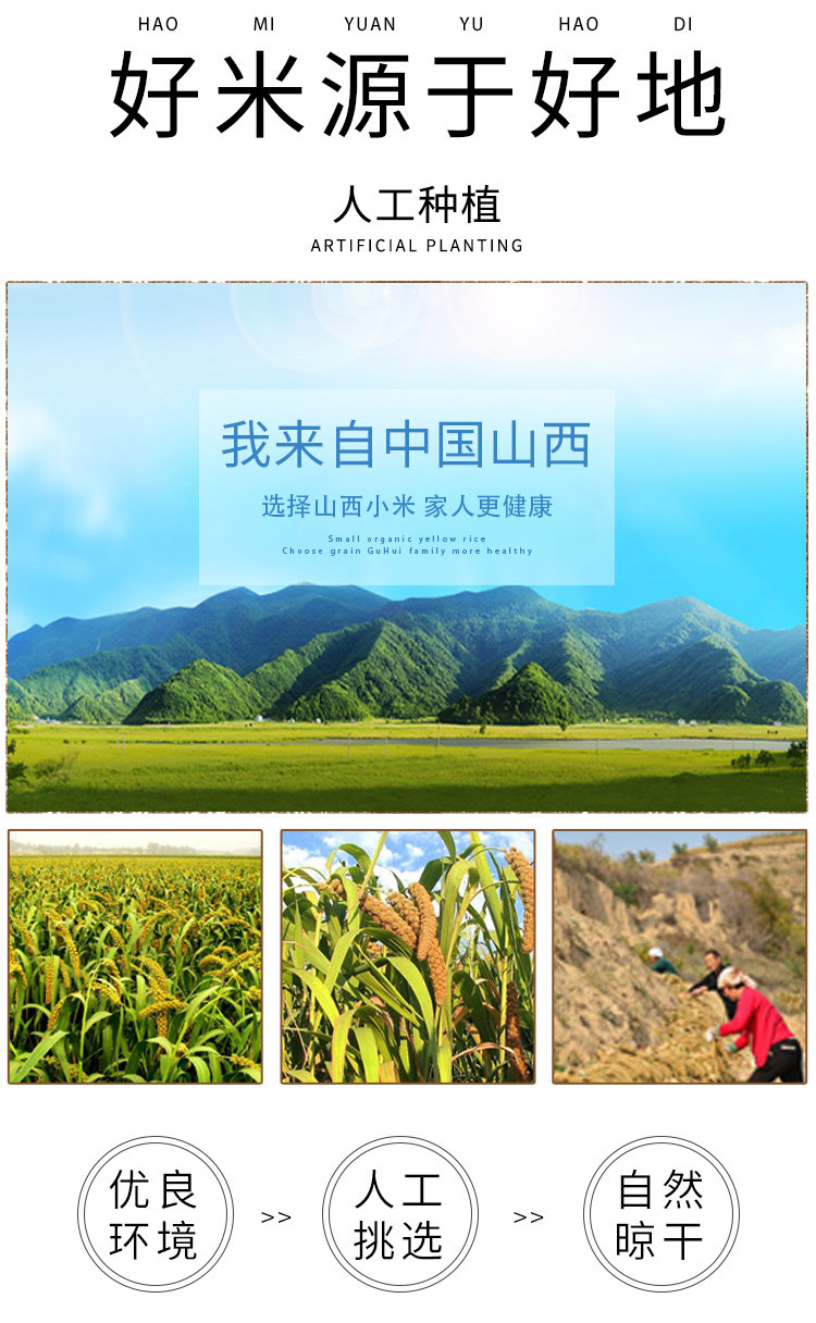 山西沁州一级黄小米 5斤 图3
