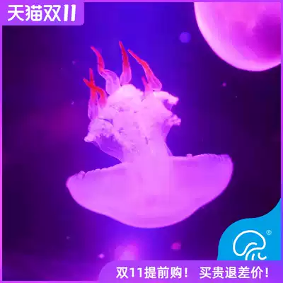 Red moon jellyfish live pet living life Rocket small jellyfish jellyfish seedlings non-luminous jellyfish non-freshwater ornamental fish