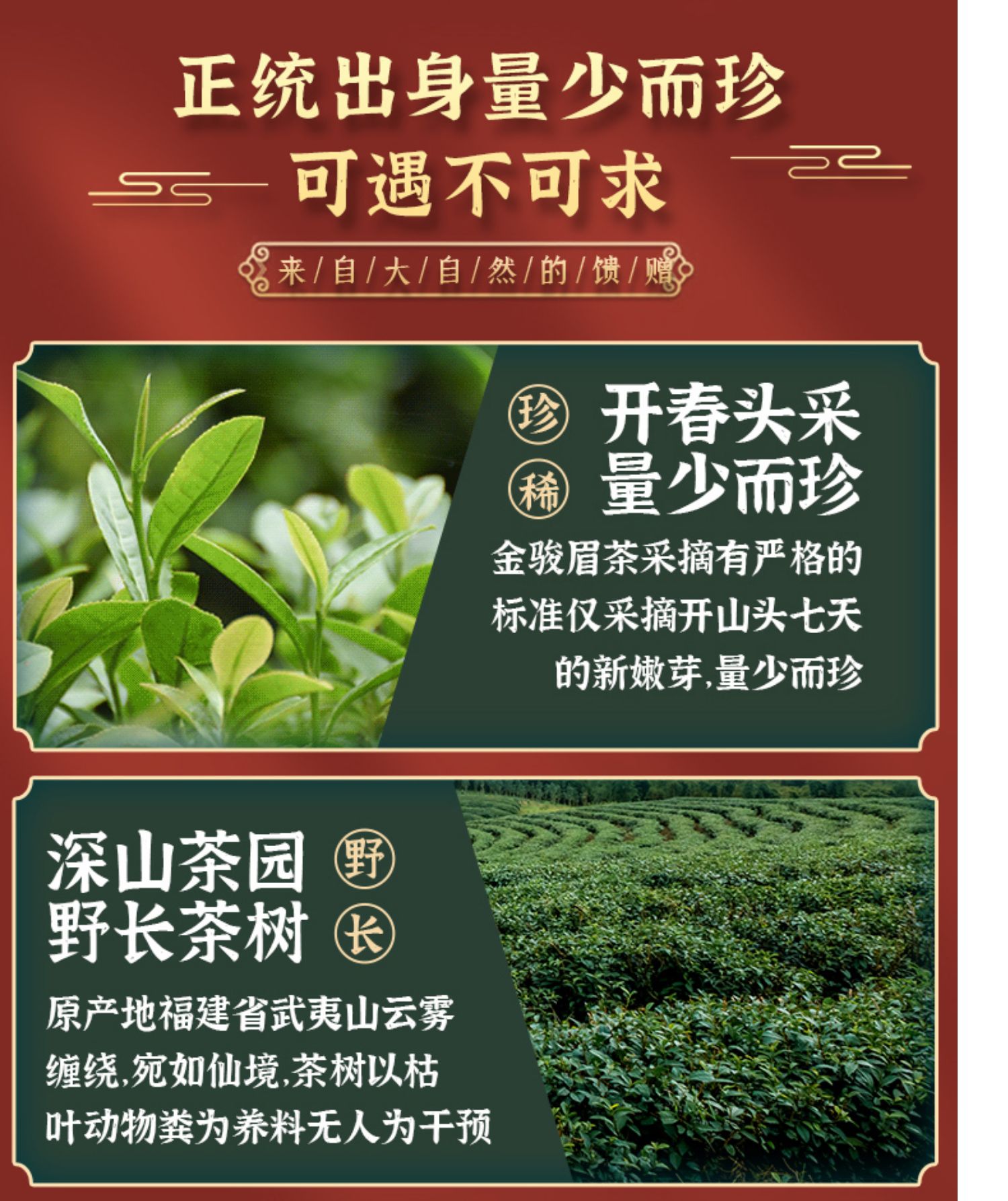 浓香型武夷山金骏眉红茶特级50g