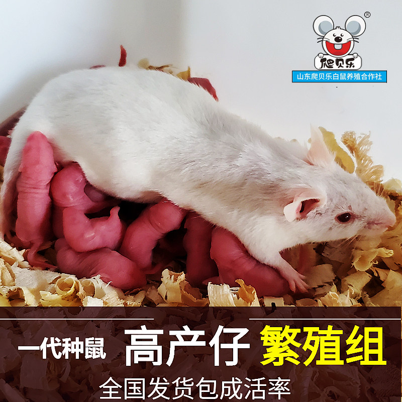 One male and three female adult mice were delivered live from the mouse breeding group