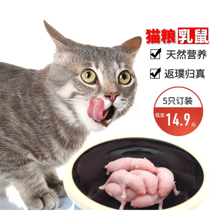 Natural taurine raw meat suckling rat kitten food high protein kitten pregnant hair gills snack small white rat meat