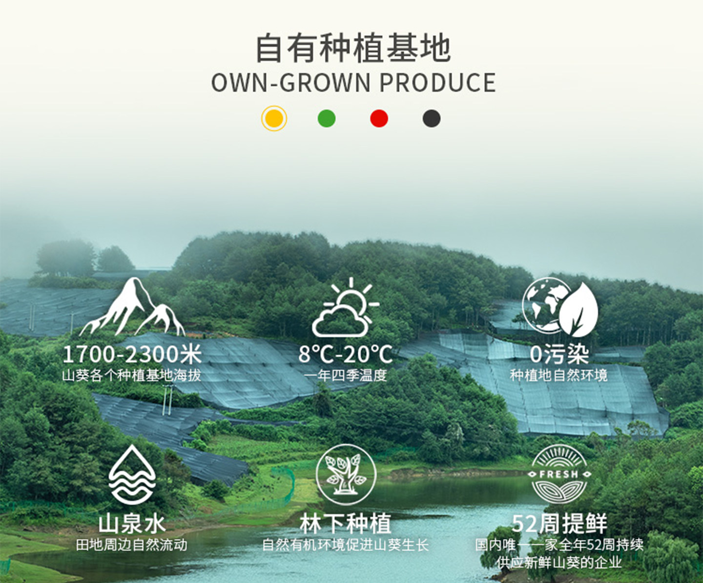 安享好物 安享S级芥末-本山葵山葵酱 企标