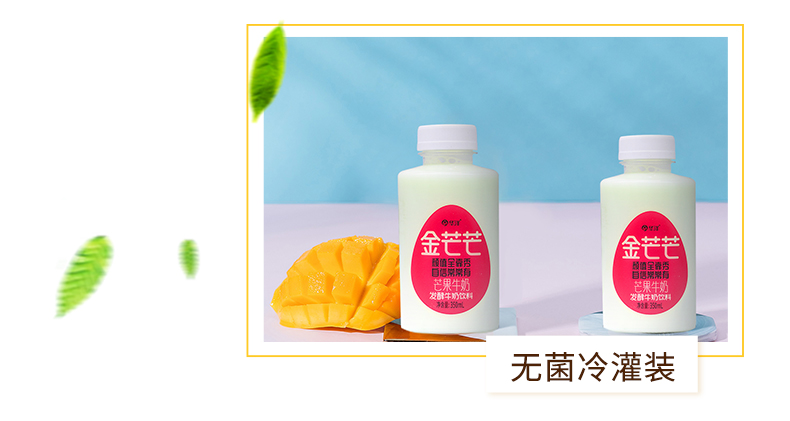 华洋金芒芒芒果牛奶0脂饮品350ml15瓶整箱