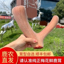 Luxiang Mei Luxiang Mei Flower Tubble stubble fresh with blood antler цельный корень вина для приготовления супа (изменение ценовой ссылки)