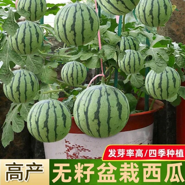 Grafted watermelon ເບ້ຍ 8424 rock sugar Kirin melon sweet king large watermelon ເບ້ຍໄມ້ໃຕ້ລະບຽງ potted ເບ້ຍຫມາກໂມຂະຫນາດນ້ອຍ