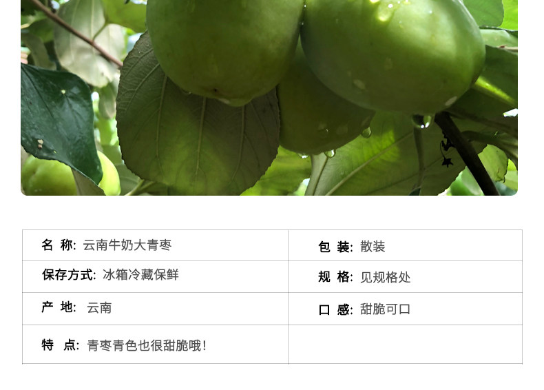 云南牛奶青枣 5斤 新鲜现摘 图10