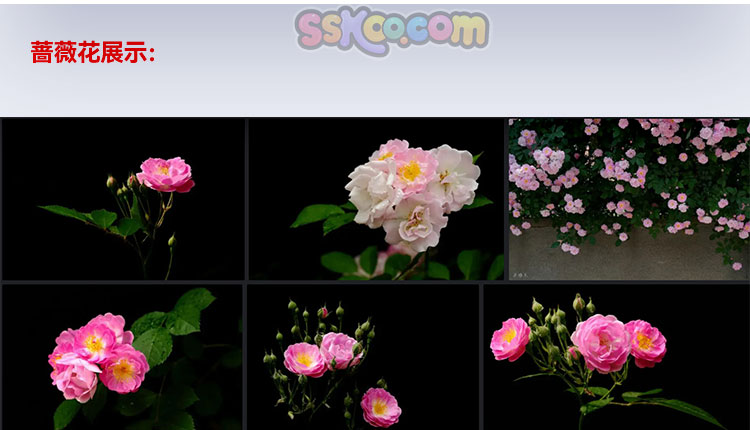 高清玫瑰花蔷薇花雏菊摄影特写照片4K电脑手机壁纸图片设计素材插图16