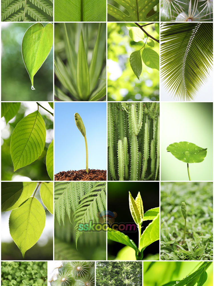 高清植物纹理绿色叶子树叶枫叶落叶风景图片摄影照片背景设计素材插图5