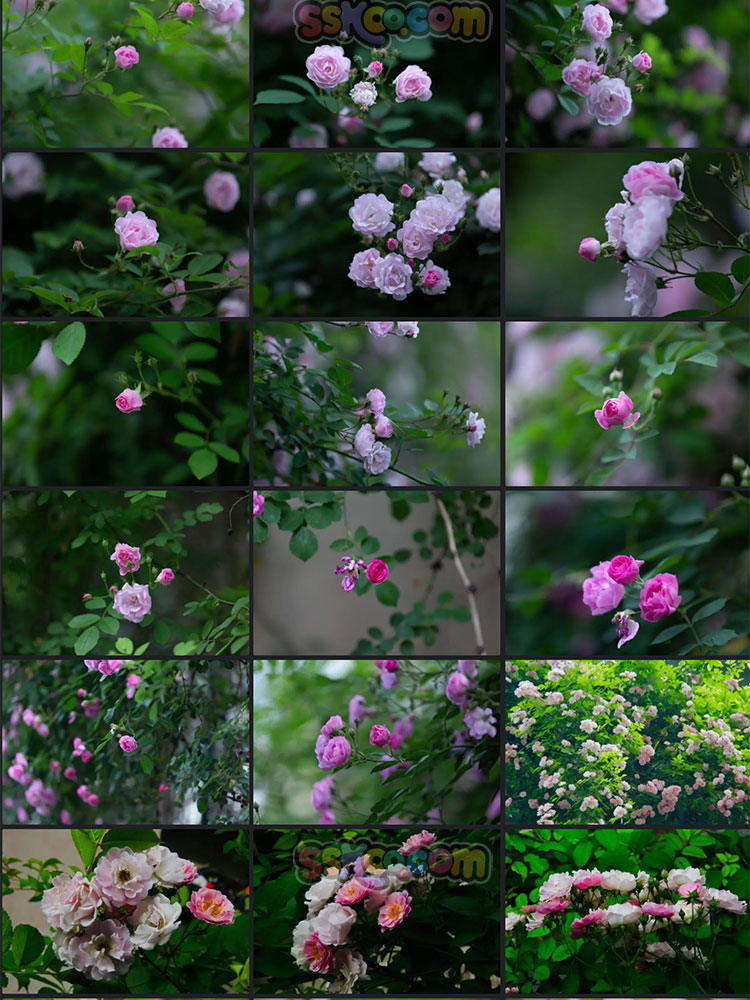 高清玫瑰花蔷薇花雏菊摄影特写照片4K电脑手机壁纸图片设计素材插图25