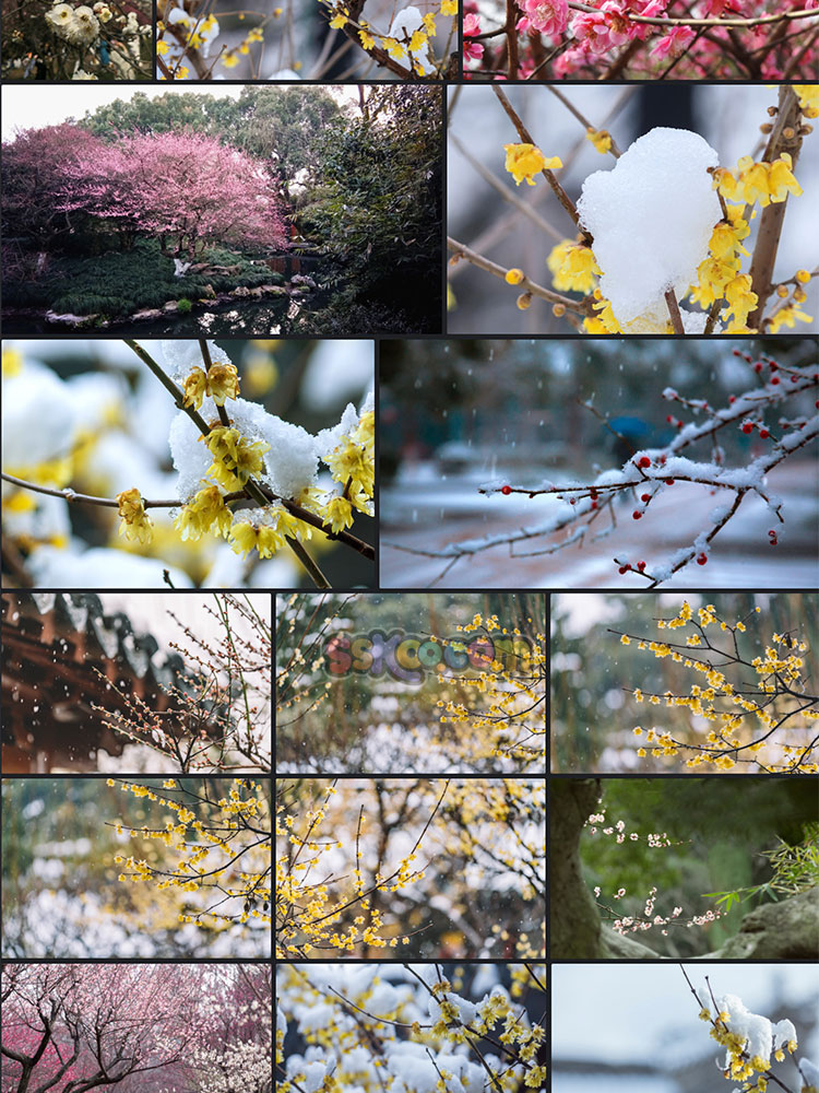 高清兰花梅花茉莉花唯美花卉花朵摄影照片4K壁纸背景图片设计素材插图17