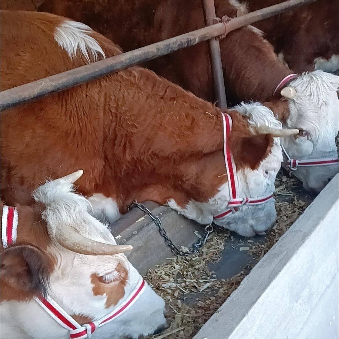 Bull Cage Head Calf Cage Head Large Bull Cage Head Can Mediate Bull Cage Head Plate With Bull Cage Head New Bull Cage Head-Taobao