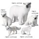 Children's Toys, Simulated Animal Models, Wild Ocean Decorative Ornaments, Toy Set
