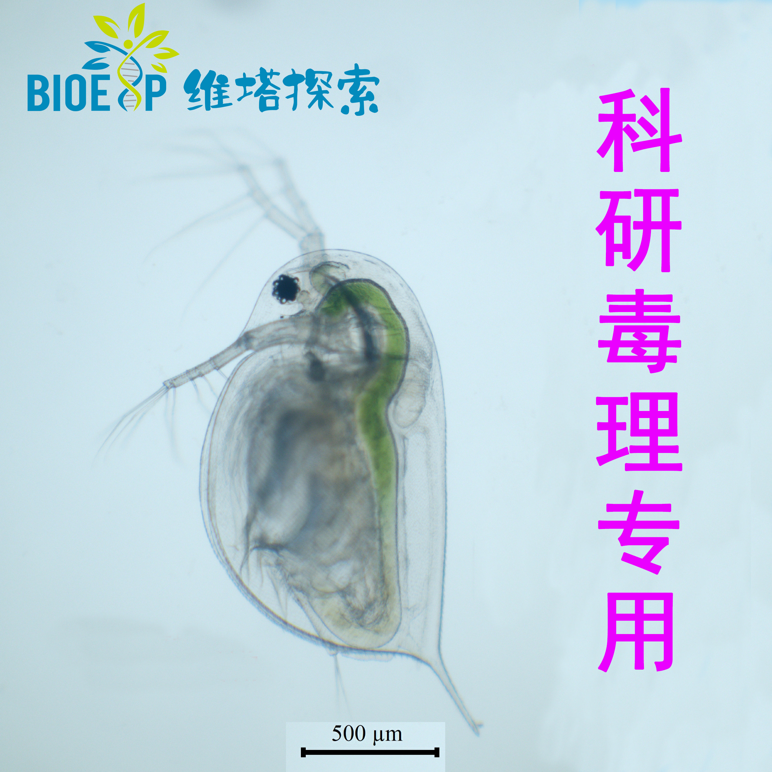 毒理实验、科研用大型溞溞种单克隆培养、纯种培养