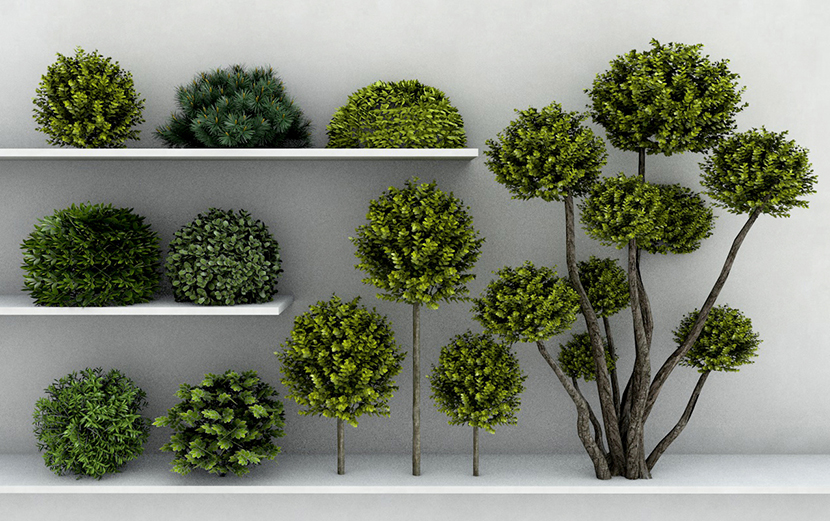 11款庭院园林景观赏艺术造型植物修剪灌木花树SU模型C4D素材FBX-cg男孩