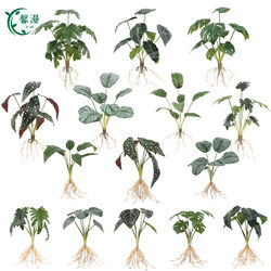 Artificial Plant Green Plant Fake Flower Interior Decoration Set Fake Plant Artificial Green Plant Wall Decoration Flower Leaf