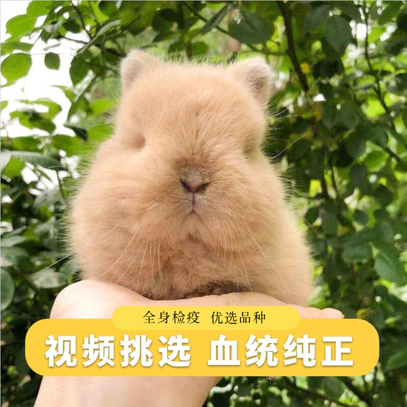 Imported purebred double-blood American dwarf rabbit lop-eared rabbit Dutch rabbit teacup rabbit small pet rabbit living things do not grow up