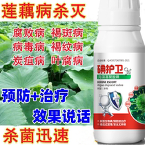 Complete cure for lotus root disease lotus root fungicide microbial inoculant rapid sterilization of rotten disease brown spot virus brown streak