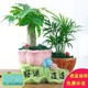发财树盆栽绿植花卉富贵竹荷花竹植物盆栽办公室内桌面植物防辐射