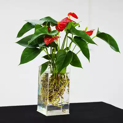 Acrylic vase, small fresh flower pot, flower vase, modern living room decoration, flower rack decoration, desktop desktop decoration, vase