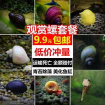 Ornamental snail Algae Snail Apple Snail Malay Snail Fish Tank Water Clan Freshwater Tool Snail Gold Purple Tattooed Horse Snail Package