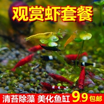 Watch Shrimp Fresh Water Live Small Pet Shrimps Fresh and ornamental to raise crystal Shrimp Extremely Hot Cherry Blossom Gold Millet Shrimp